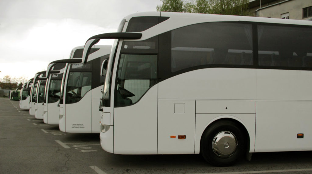 white buses